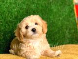 Safkan F1 Maltipoo Yavrularımız (Terrier Degil)