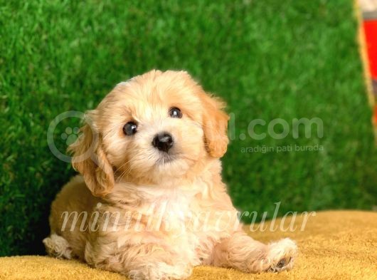 Safkan F1 Maltipoo Yavrularımız (Terrier Degil)