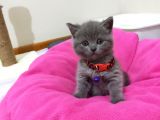 Merhaba İstanbul Içi 3 Adet Scottish Fold Yavrumuz