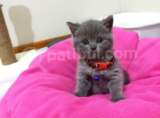 Merhaba İstanbul Içi 3 Adet Scottish Fold Yavrumuz