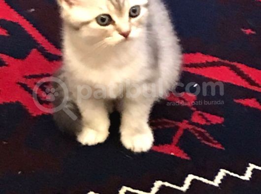 Safkan Scottish  &British Çiftleşme Yavruları görsel