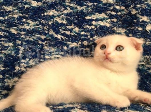 Beyazscottish Fold görsel