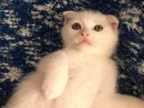 Beyazscottish Fold