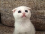 Beyazscottish Fold