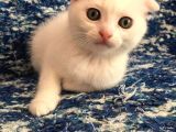 Beyazscottish Fold