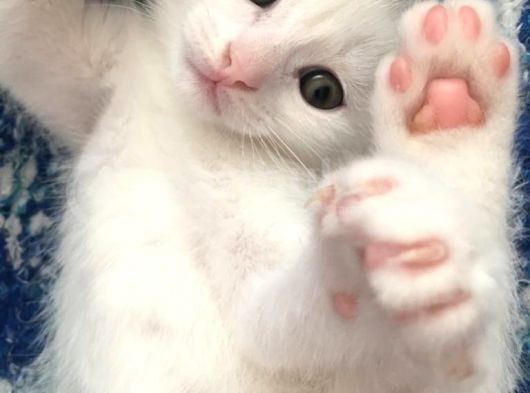 Beyazscottish Fold görsel