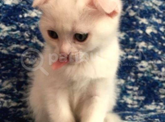 Beyazscottish Fold görsel