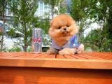 Tuvalet Eğitimli Ve Irk Garantili Pomeranian Boo Yavrusu