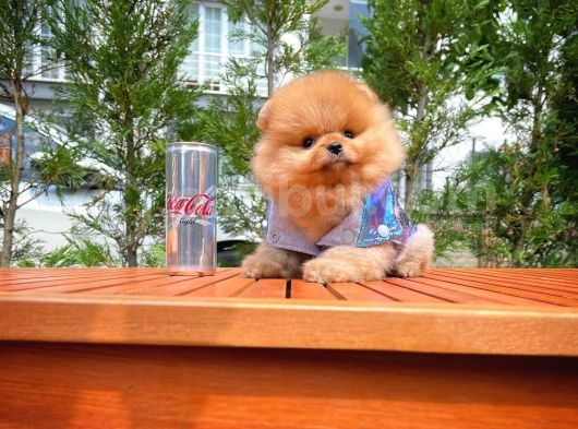 Tuvalet Eğitimli Ve Irk Garantili Pomeranian Boo Yavrusu