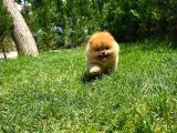 Tuvalet Eğitimli Ve Irk Garantili Pomeranian Boo Yavrusu