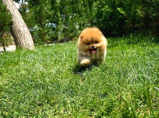 Tuvalet Eğitimli Ve Irk Garantili Pomeranian Boo Yavrusu görsel