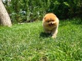 Tuvalet Eğitimli Ve Irk Garantili Pomeranian Boo Yavrusu