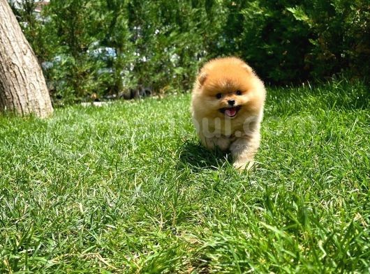 Tuvalet Eğitimli Ve Irk Garantili Pomeranian Boo Yavrusu görsel