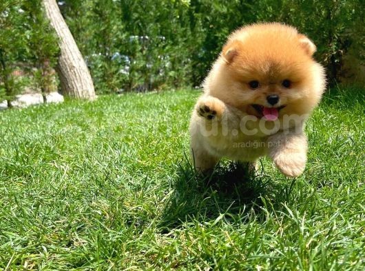 Tuvalet Eğitimli Ve Irk Garantili Pomeranian Boo Yavrusu görsel