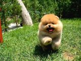 Tuvalet Eğitimli Ve Irk Garantili Pomeranian Boo Yavrusu