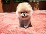 Teddy Face Erkek Ve 2.5 Aylik Pomerani̇an Boo Yavrusu