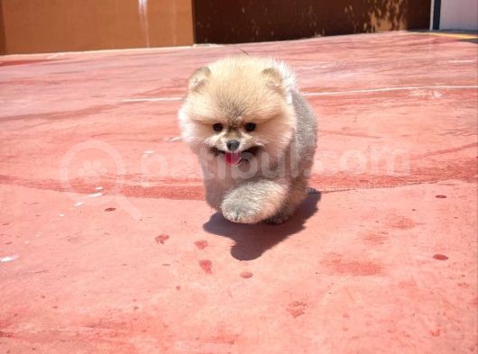 Teddy Face Erkek Ve 2.5 Aylik Pomerani̇an Boo Yavrusu görsel