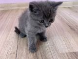 Bursa British Shorthair Bluepoint Yavrumuzu Sahiplendiriyoruz