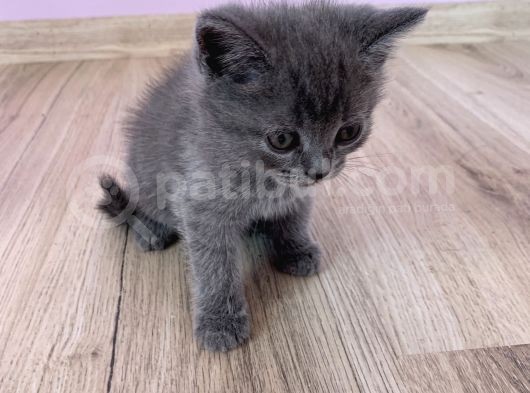 Bursa British Shorthair Bluepoint Yavrumuzu Sahiplendiriyoruz görsel