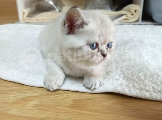 İstanbul Scottish Fold Çikolata Poind Ve Lynx Point Dişiler görsel
