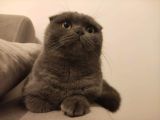 Hatay Scottish Fold