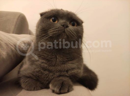 Hatay Scottish Fold