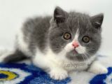 Bi Color British Shorthair Erkek Yavru