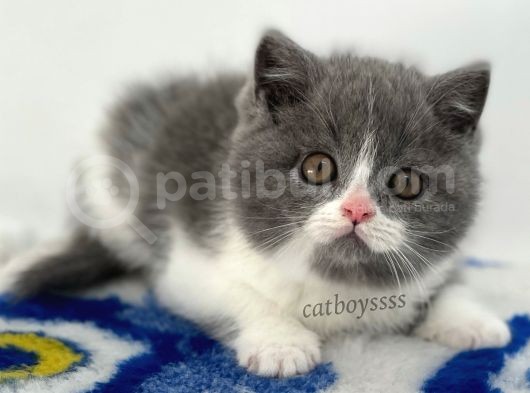 Bi Color British Shorthair Erkek Yavru görsel