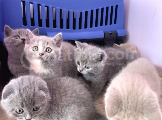 Bursa British Shorthair Bluepoint Yavrumuzu Sahiplendiriyoruz görsel