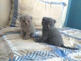 Scottish Fold (Ayıcık Kulaklı) Yavrular