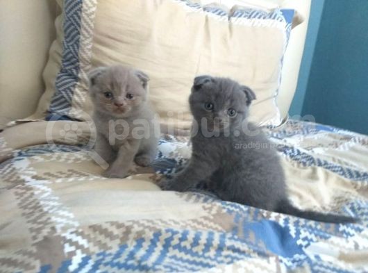 Scottish Fold (Ayıcık Kulaklı) Yavrular