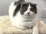 6 Aylık Dişi Bi Color Scottish Fold Yavrumuz