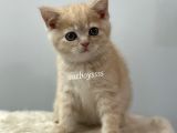 Cream Color British Shorthair Erkek Yavrumuz