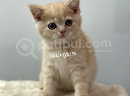 Cream Color British Shorthair Erkek Yavrumuz görsel