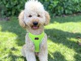İstanbul Standart Poodle Akıllı Barney