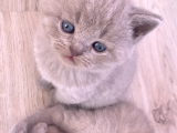 Bursa British Shorthair Bluepoint Yavrumuzu Sahiplendiriyoruz