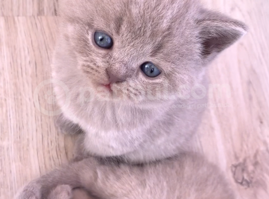 Bursa British Shorthair Bluepoint Yavrumuzu Sahiplendiriyoruz görsel