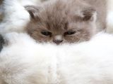 Scottish Fold Ve British Yavrular