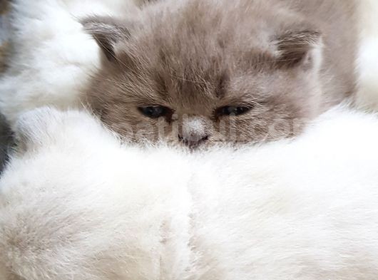 Scottish Fold Ve British Yavrular