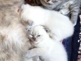 Scottish Fold Ve British Yavrular