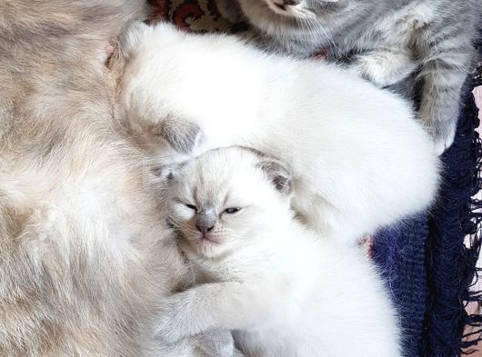 Scottish Fold Ve British Yavrular görsel