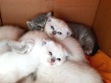 Scottish Fold Ve British Yavrular