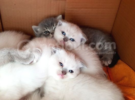 Scottish Fold Ve British Yavrular görsel