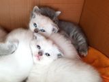 Scottish Fold Ve British Yavrular