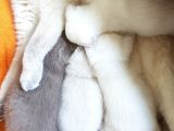Scottish Fold Ve British Yavrular