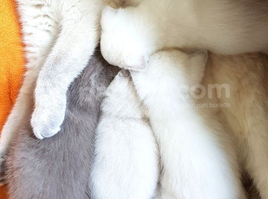 Scottish Fold Ve British Yavrular görsel