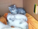 Scottish Fold Ve British Yavrular