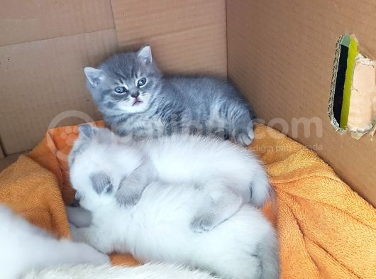 Scottish Fold Ve British Yavrular görsel