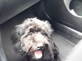 Poodle Siyah Antalya