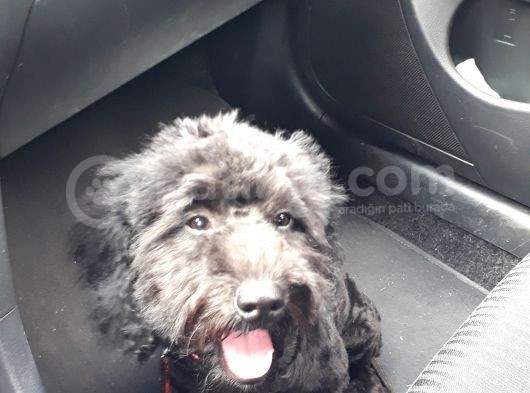 Poodle Siyah Antalya görsel